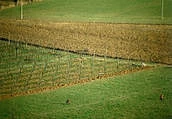 TERRENO Agricolo in Vendita